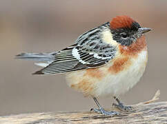 Bay-breasted Warbler