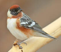 Bay-breasted Warbler