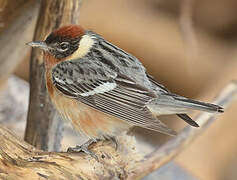 Bay-breasted Warbler