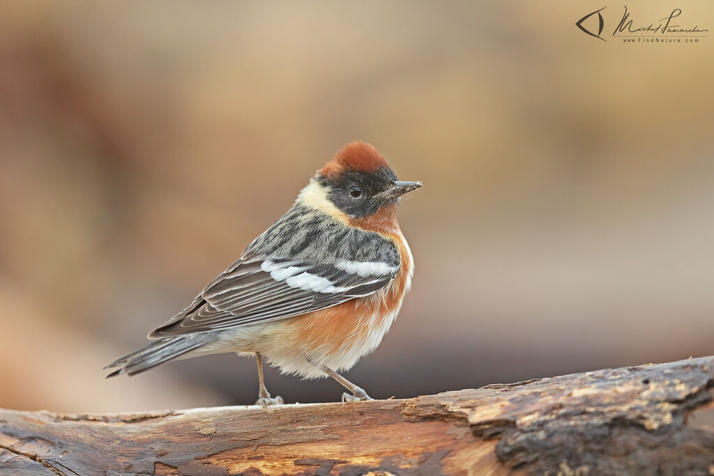 Bay-breasted Warbler male adult breeding