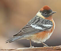 Bay-breasted Warbler