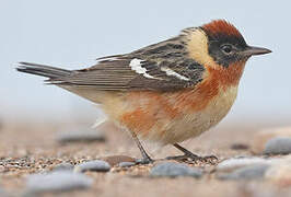 Bay-breasted Warbler