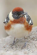 Bay-breasted Warbler