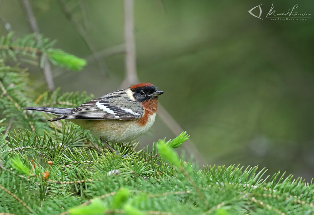 Bay-breasted Warbler male adult breeding