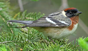 Bay-breasted Warbler