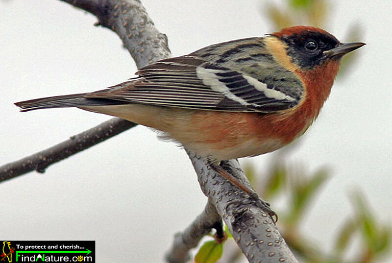 Bay-breasted Warbler