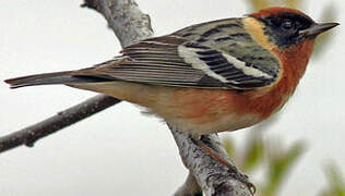 Bay-breasted Warbler