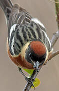 Bay-breasted Warbler