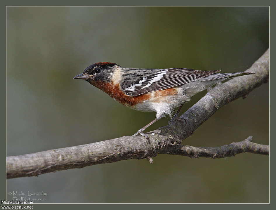 Bay-breasted Warbler male adult breeding, identification