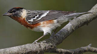 Bay-breasted Warbler