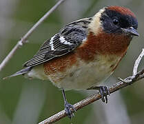 Bay-breasted Warbler