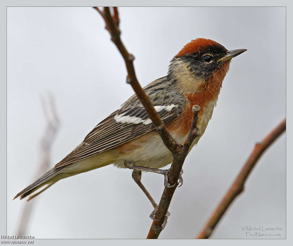 Bay-breasted Warbler male adult breeding, identification