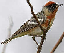 Bay-breasted Warbler