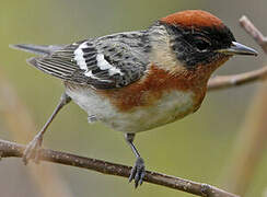 Bay-breasted Warbler