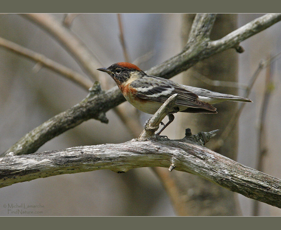 Paruline à poitrine baie mâle adulte nuptial