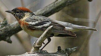 Bay-breasted Warbler