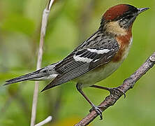 Bay-breasted Warbler