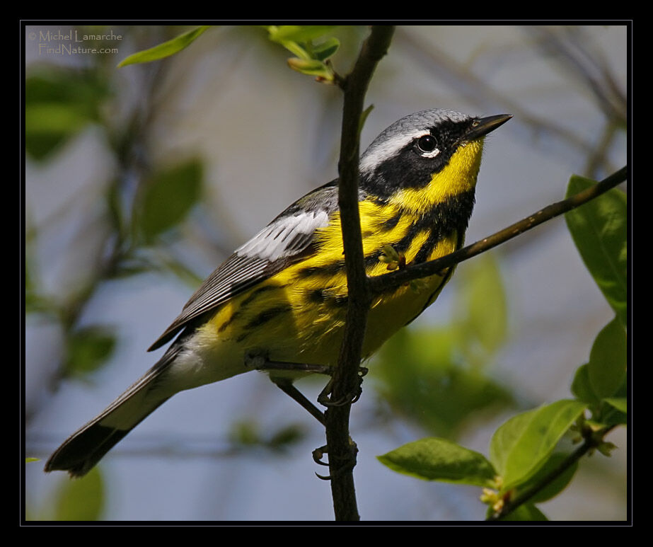 Paruline à tête cendrée