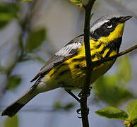 Magnolia Warbler