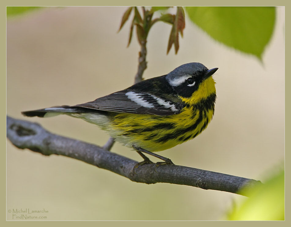 Magnolia Warbler male adult breeding