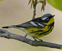 Magnolia Warbler