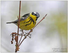 Magnolia Warbler