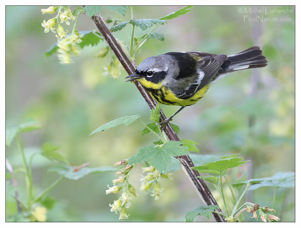 Magnolia Warbler