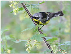 Magnolia Warbler