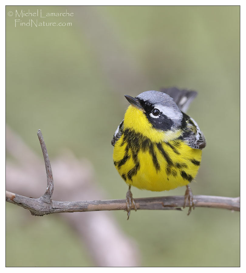 Magnolia Warbler