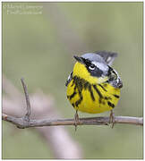 Magnolia Warbler