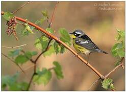 Magnolia Warbler