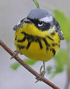 Magnolia Warbler