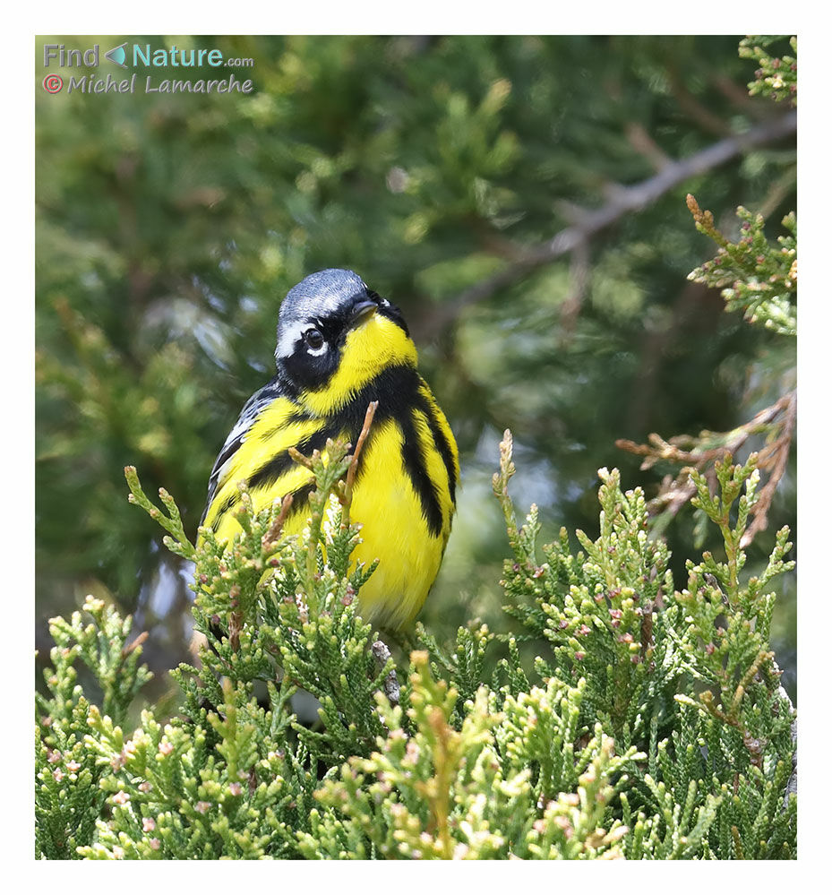 Magnolia Warbler male adult breeding