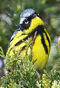 Magnolia Warbler