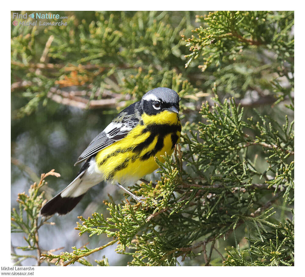 Paruline à tête cendrée mâle adulte nuptial, identification