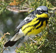 Magnolia Warbler