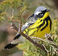 Magnolia Warbler