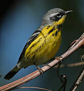 Magnolia Warbler