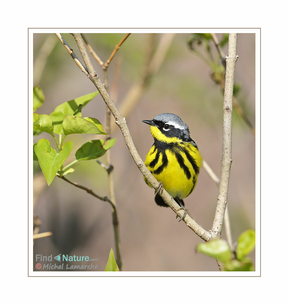 Magnolia Warbler male adult breeding