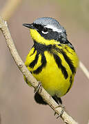 Magnolia Warbler