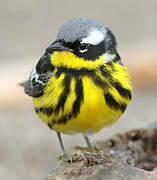 Magnolia Warbler