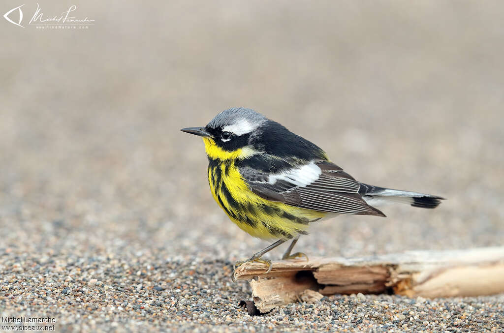 Magnolia Warbler male adult breeding, identification