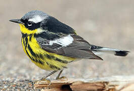 Magnolia Warbler