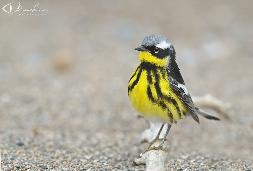 Magnolia Warbler male adult breeding