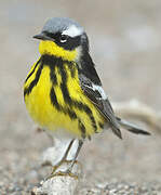 Magnolia Warbler