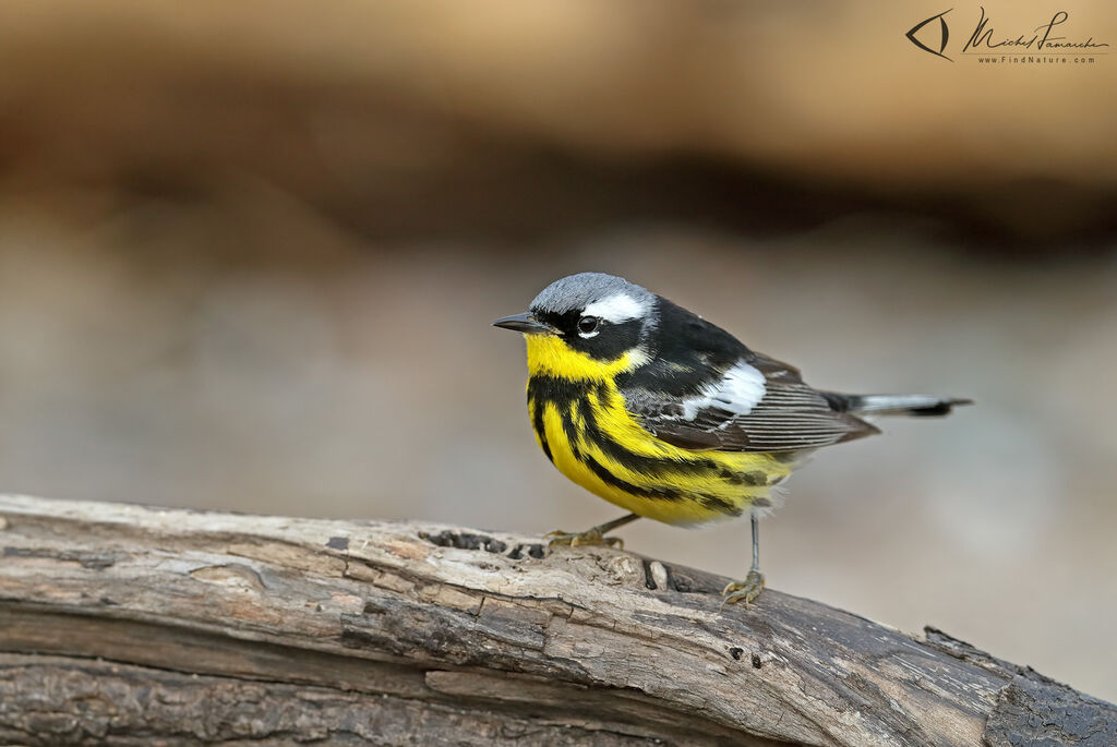 Magnolia Warbler male adult breeding