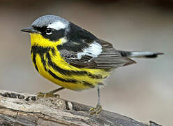 Magnolia Warbler