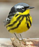 Magnolia Warbler