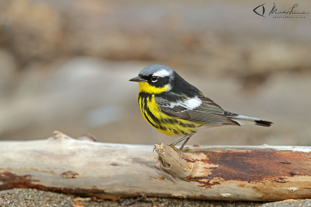 Magnolia Warbler male adult breeding