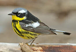 Magnolia Warbler